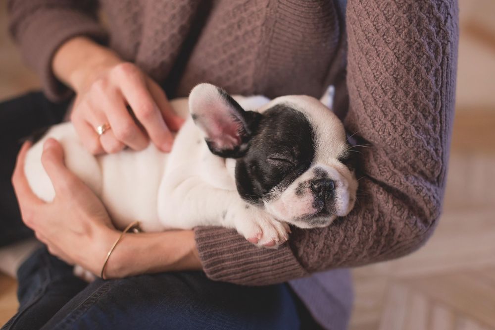 Vinterjakke til hund: Varm og beskyttende beklædning til din firbenede ven